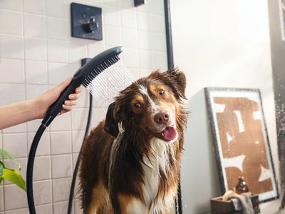 Hansgrohe Triple Jet Handheld Dog Shower in Matt Black (26640670)